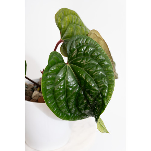Anthurium radicans x luxurians