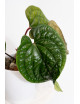 Anthurium radicans x luxurians
