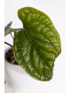Anthurium radicans x luxurians