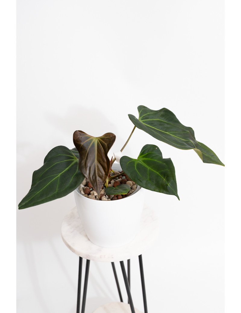 Anthurium indo portillae x KOSx x besseae aff