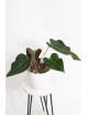Anthurium indo portillae x KOSx x besseae aff