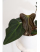 Anthurium indo portillae x KOSx x besseae aff