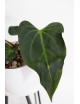 Anthurium indo portillae x KOSx x besseae aff
