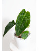 Anthurium forgetii DF x (crystallinum x AOS)