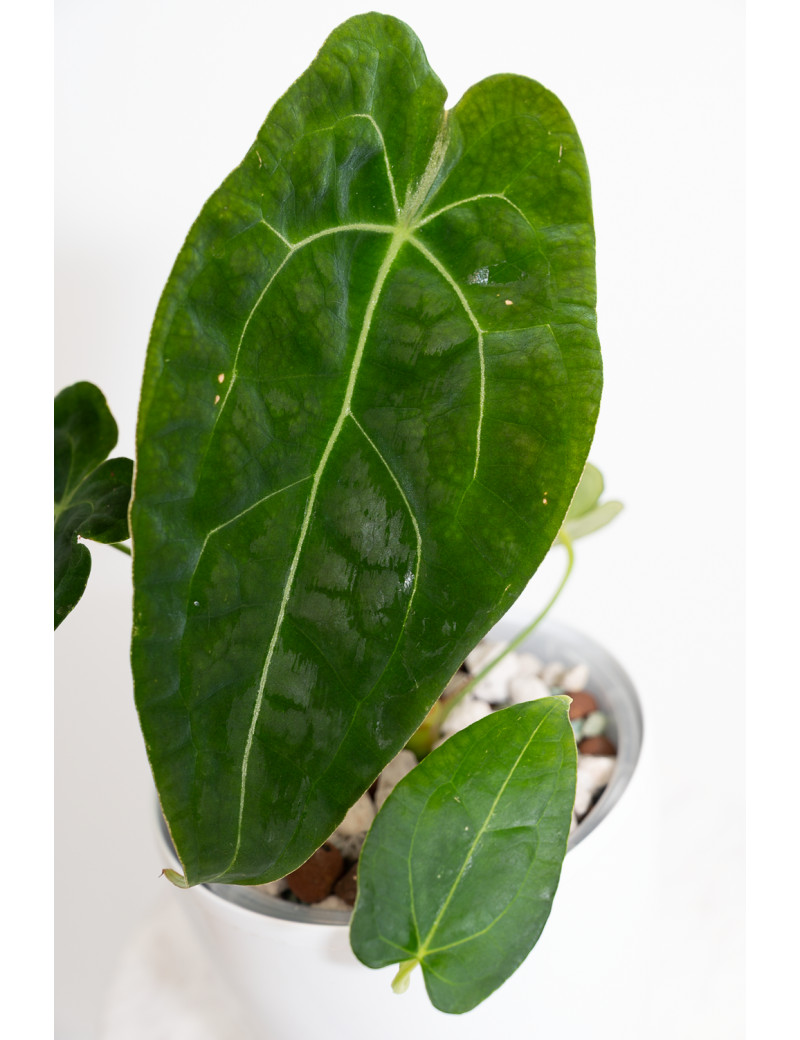 Anthurium forgetii DF x (crystallinum x AOS)