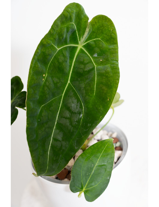 Anthurium forgetii DF x...