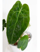 Anthurium forgetii DF x (crystallinum x AOS)