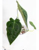 Anthurium forgetii DF x (crystallinum x AOS)