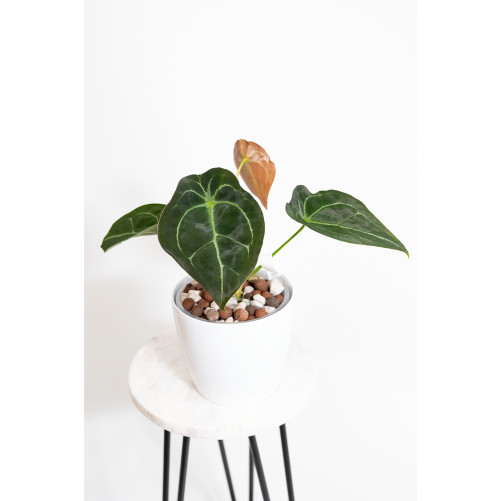 Anthurium forgetii x (Zara...