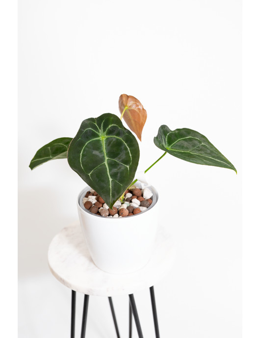 Anthurium forgetii x (Zara x (Michelle x Zara))