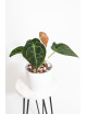 Anthurium forgetii x (Zara x (Michelle x Zara))