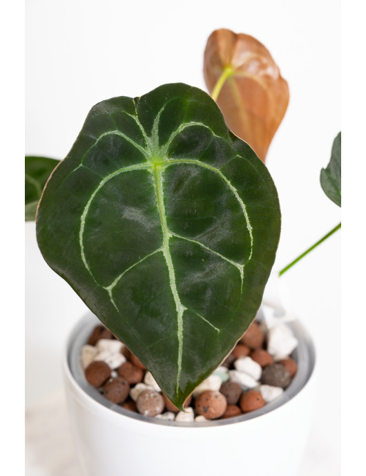 Anthurium forgetii x (Zara...