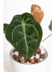 Anthurium forgetii x (Zara x (Michelle x Zara))