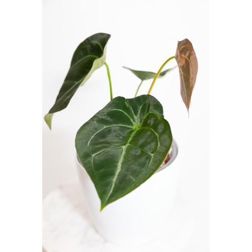 Anthurium forgetii x (Zara x (Michelle x Zara))