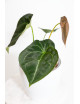 Anthurium forgetii x (Zara x (Michelle x Zara))
