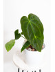 Anthurium forgetii x (dressleri x crystallinum)