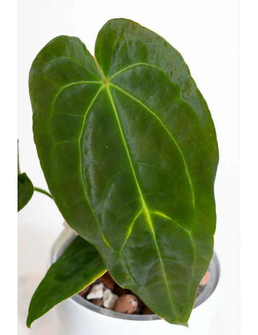Anthurium forgetii x...