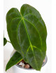 Anthurium forgetii x (dressleri x crystallinum)