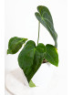 Anthurium forgetii x (dressleri x crystallinum)