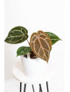 Anthurium (Zara x (Michelle x Zara)) x Michelle