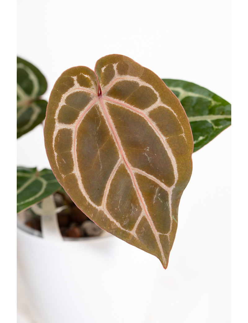 Anthurium (Zara x (Michelle x Zara)) x Michelle