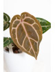 Anthurium (Zara x (Michelle x Zara)) x Michelle