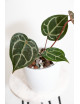 Anthurium (Zara x (Michelle x Zara)) x Michelle