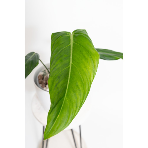 Philodendron gloriosum x...