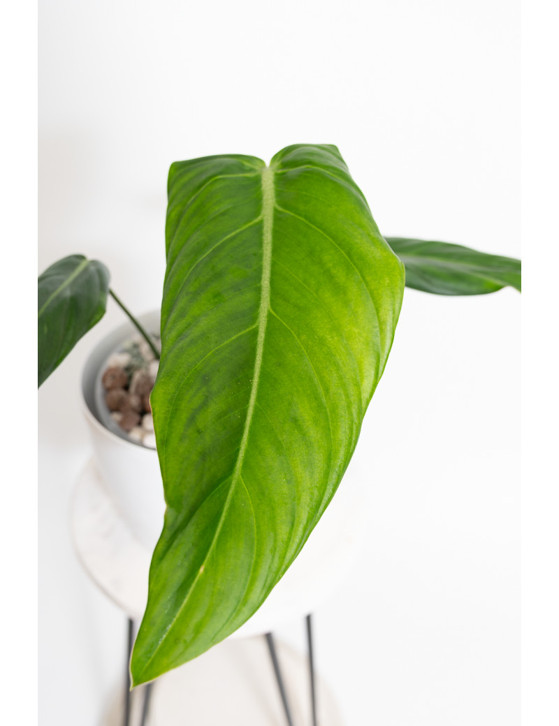 Philodendron gloriosum x asplundii (Morning Sun)