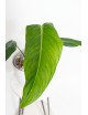 Philodendron gloriosum x asplundii (Morning Sun)