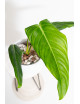 Philodendron gloriosum x asplundii (Morning Sun)