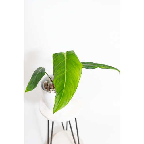 Philodendron gloriosum x asplundii (Morning Sun)