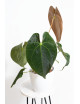 Anthurium magnificum DF x papillilaminum