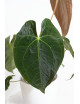 Anthurium magnificum DF x papillilaminum