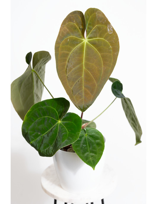 Anthurium magnificum DF x...