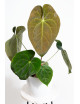 Anthurium magnificum DF x papillilaminum
