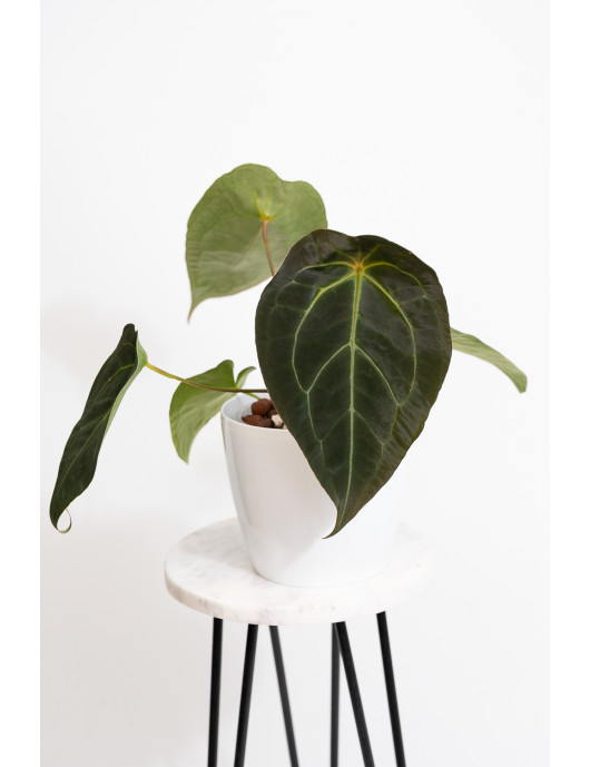 Anthurium crystal hybrid x (magnificum DF x forgetii)