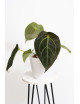 Anthurium crystal hybrid x (magnificum DF x forgetii)