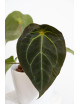 Anthurium crystal hybrid x (magnificum DF x forgetii)