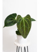 Anthurium (papillilaminum x magnificum) x KOSx x besseae aff