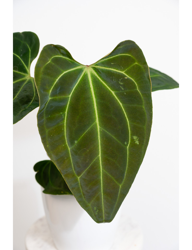 Anthurium (papillilaminum x magnificum) x KOSx x besseae aff