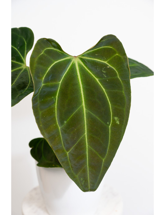 Anthurium (papillilaminum x...