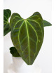 Anthurium (papillilaminum x magnificum) x KOSx x besseae aff