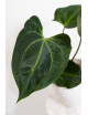 Anthurium (papillilaminum x magnificum) x KOSx x besseae aff