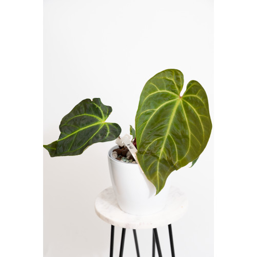 Anthurium magnificum x...