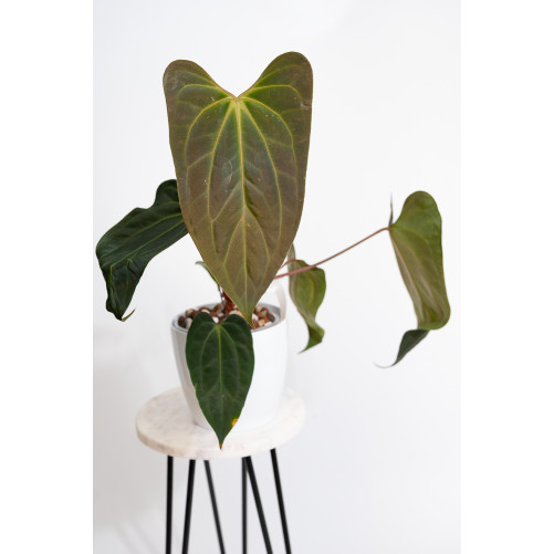 Anthurium indo portillae x...