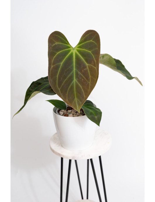 Anthurium Indo Portillae x...