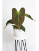 Anthurium Indo Portillae x KOSx x besseae aff