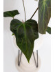 Anthurium Indo Portillae x KOSx x besseae aff