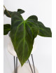 Anthurium Indo Portillae x KOSx x besseae aff